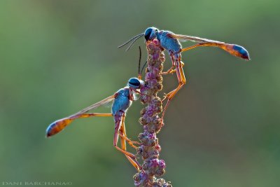 Ammophila rubripes