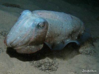 CUTTLEFISH