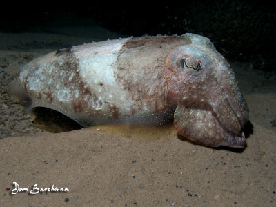 CUTTLEFISH