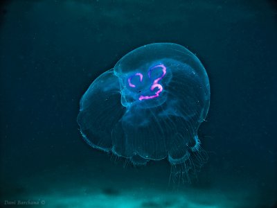Aurelia