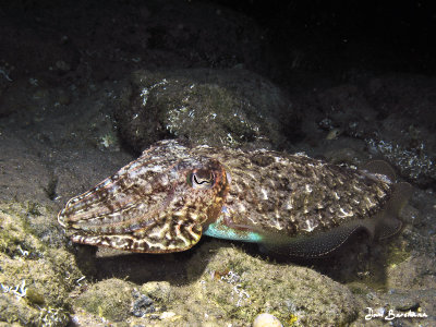 CUTTLEFISH