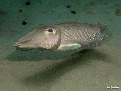 CUTTLEFISH