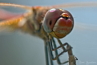 Red-veined Darter (Sympetrum Fonscolombii) Dragonfly  (Female)