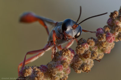 Ammophila rubripes