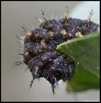 Vanessa atalanta caterpillar