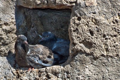 Doves in Anguillara