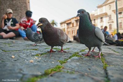 Pigeons