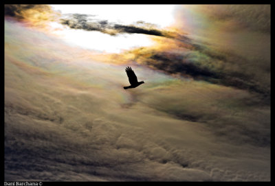 crow against a stormy skies