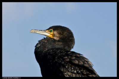 Cormorant