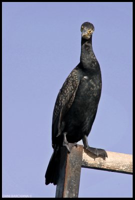 Cormorant