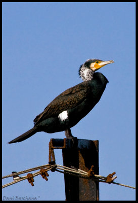 Cormorant