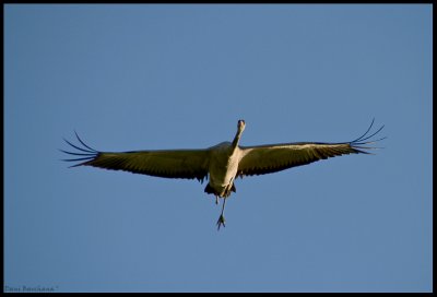 Crane