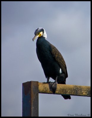 Cormorant