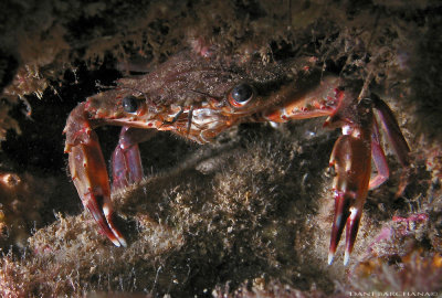 Swimmer Crab