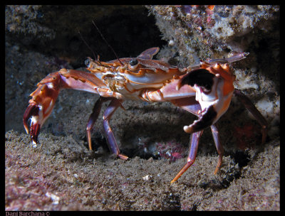Swimmer Crab