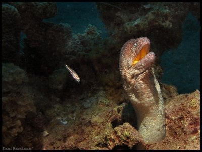 Yellowmouth Moray Eel