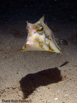 Thornback trunkfish - Whistles in the Dark....
