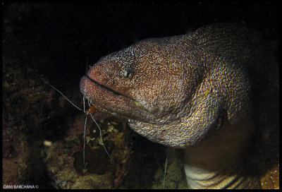 Yellowmouth Moray Eel