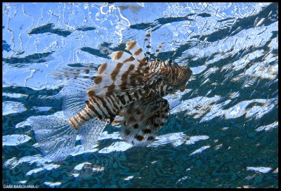 Lionfish