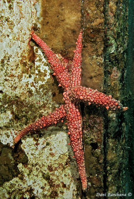 Egyptian sea star [Gomophia egyptiaca]