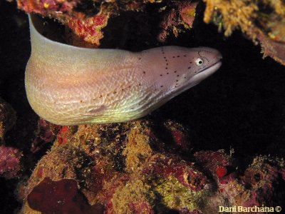 Geometric Moray