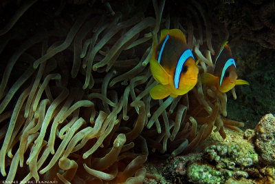 Twoband anemonefish (Amphiprion bicinctus)