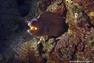 Yellowmouth Moray Eel, Backlighted.