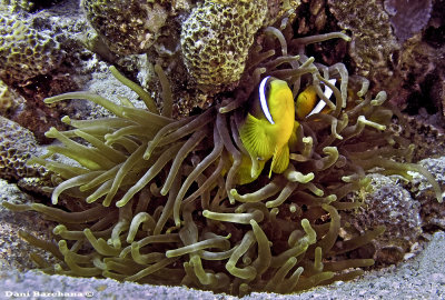 Twoband anemonefish (Amphiprion bicinctus)