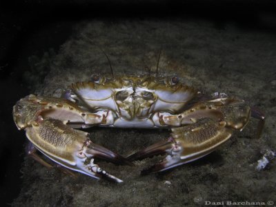 Swimmer Crab
