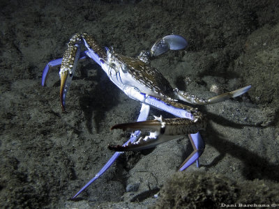 Swimming crab, Portunus segnis