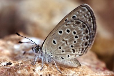 Spotted Grass-Blue (Zizeeria karsandra )