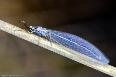 Antlions - Myrmeleontidae       - Unundetified Specie