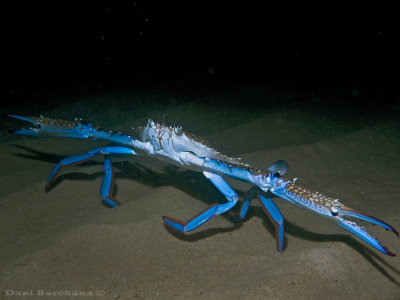 Swimming crab, Portunus segnis