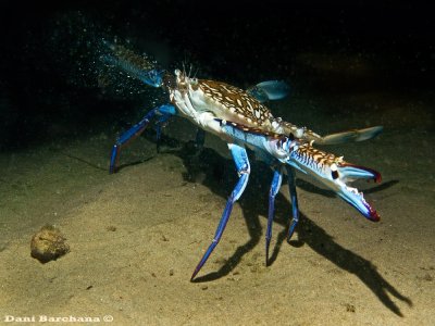 Swimming crab, Portunus segnis