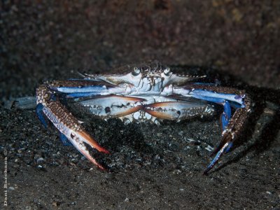 Swimming crab, Portunus segnis )