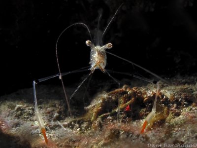 Long arm shrimp -  Cuapetes tenuipes