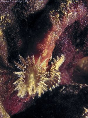 Spirorbis mediterraneas - Polychaete worm
