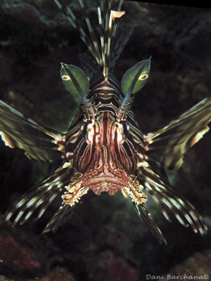 Lionfish (Pterois miles)