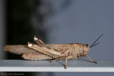 Egyptian grasshopper (Anacridium aegyptium) גובי מצרי