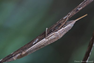 Pyrgomorpha conica