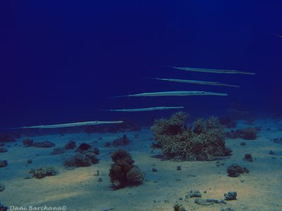 Bluespotted cornetfish (Red Sea)