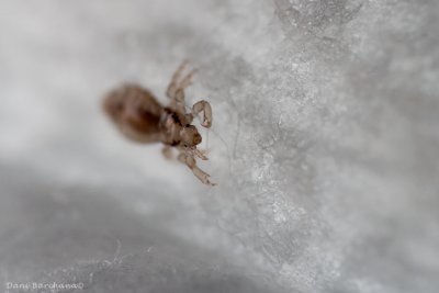 Head lice on a paper towel
