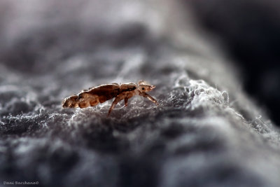 Head lice on a paper towel