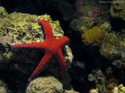 Sea Star - Fromia ghardaqana 