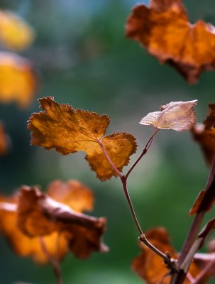 1461 Autumn Leaves JPG 800.jpg
