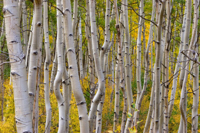 1780 Aspen Trunks PBASE.jpg