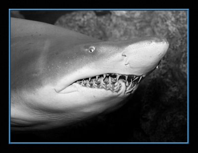 6726 Shark BW.JPG