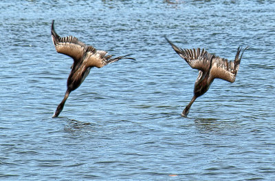 Synchronized diving.jpg