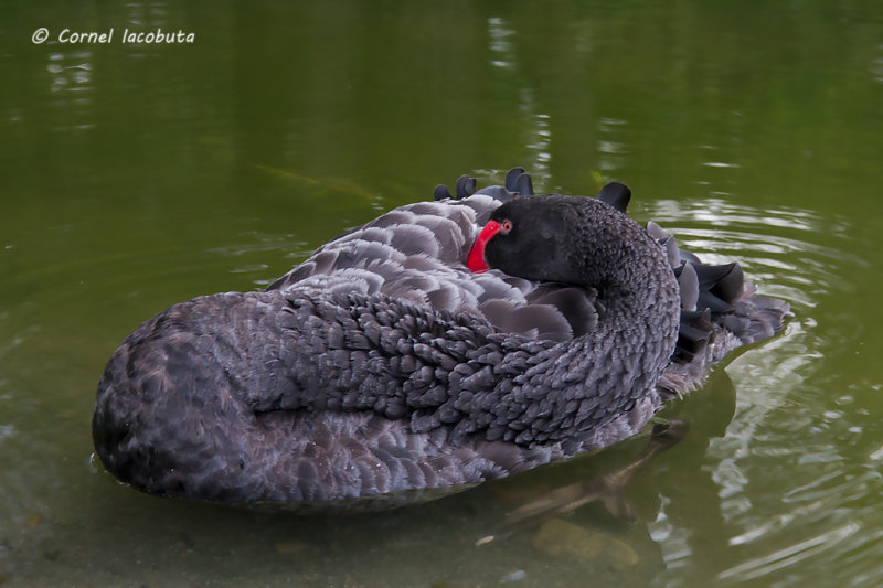 Black swan/Cygne noir