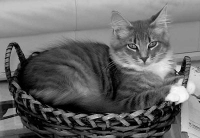 Pepper in basket urban snapshot